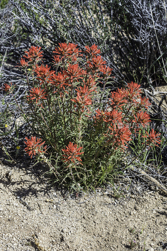 Castilleja angustifolia或Castilleja chromosa是一种俗称的野花，西北印第安画笔和沙漠印第安画笔主要生长在加利福尼亚州约书亚树国家公园的莫哈韦地区